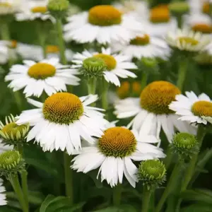 Echinacea 'Meditation White '